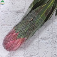 Protea-2