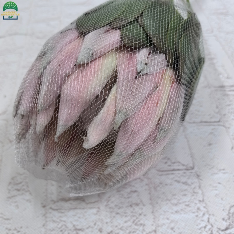 Protea-3