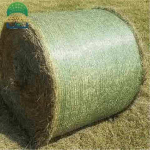 r633_20230404200007633.png_480x480