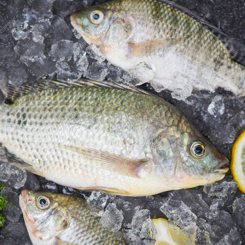 Fish
