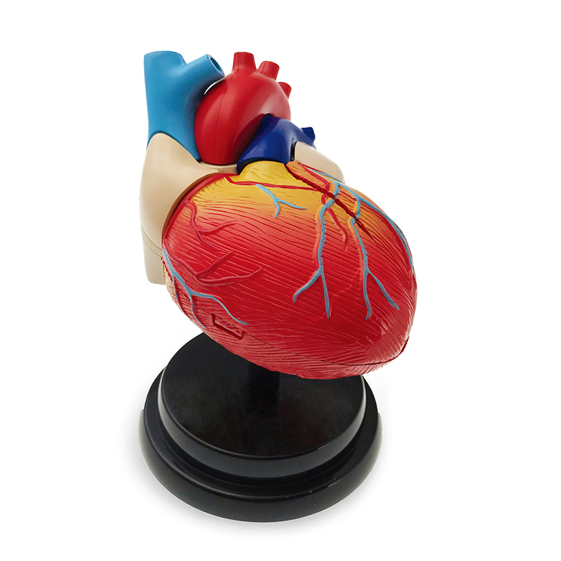 CY25-29964_Heart