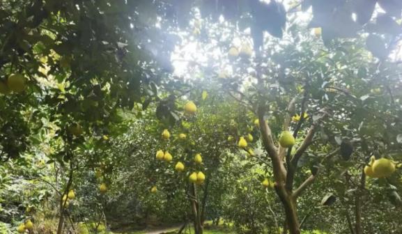 0a33073aedb6bb22de436aecb421f36a