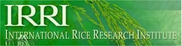  IRRI/International Rice Research Institute
