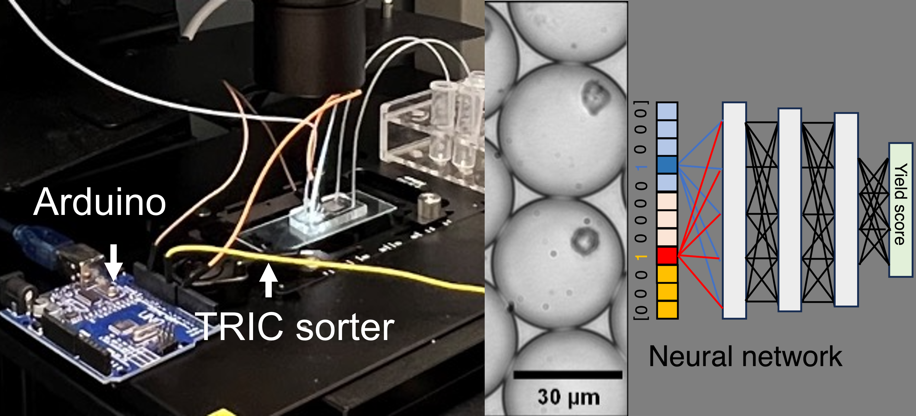 Intelligent microfluidic cancer cell sorter (IMC)
