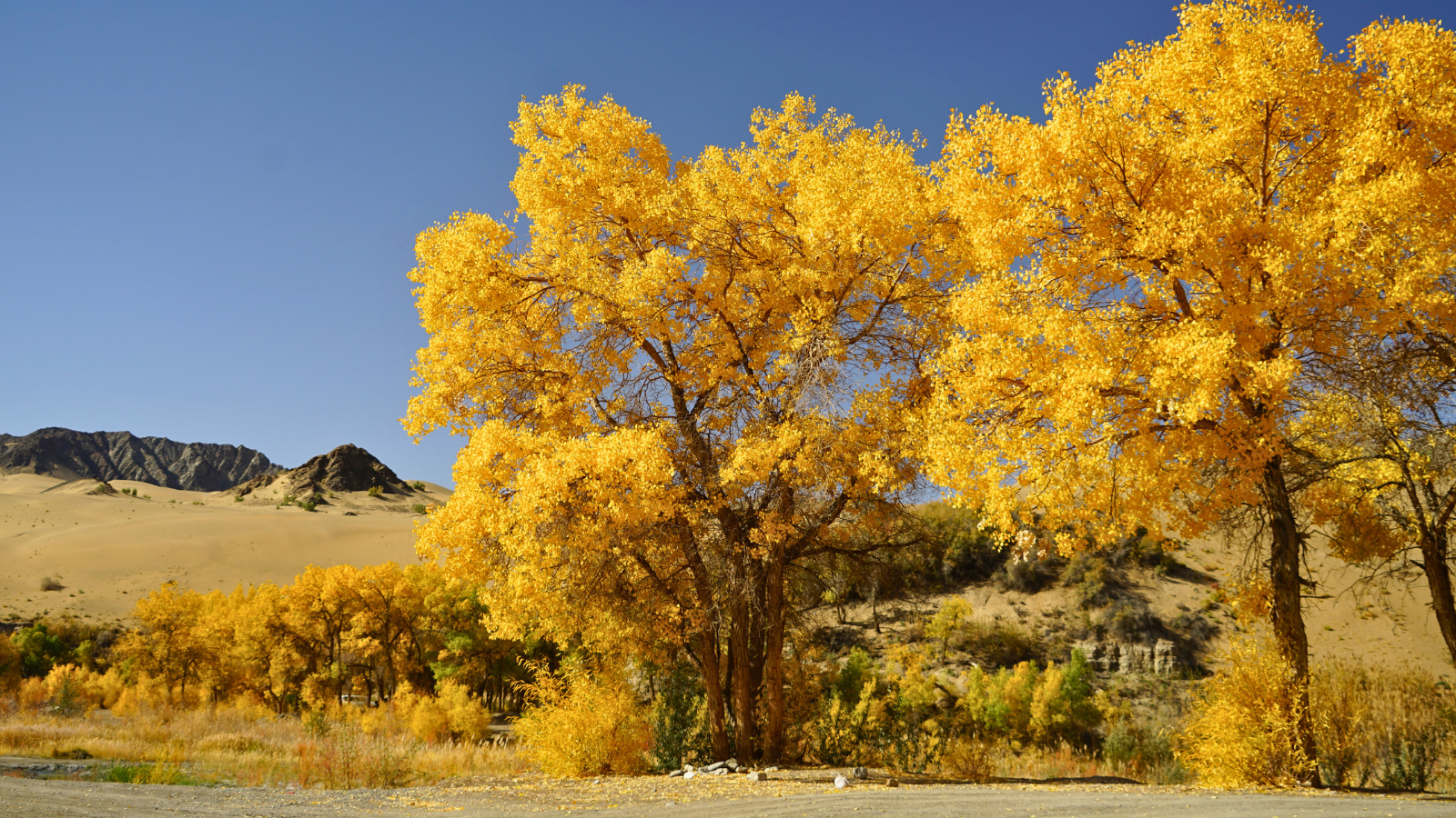 以千年野生胡杨林著称，秋季胡杨树叶由绿变黄，金黄耀眼，与红柳、芦苇等植被相映，沙漠与胡杨共谱自然奇观，是观光的理想之地，令人震撼