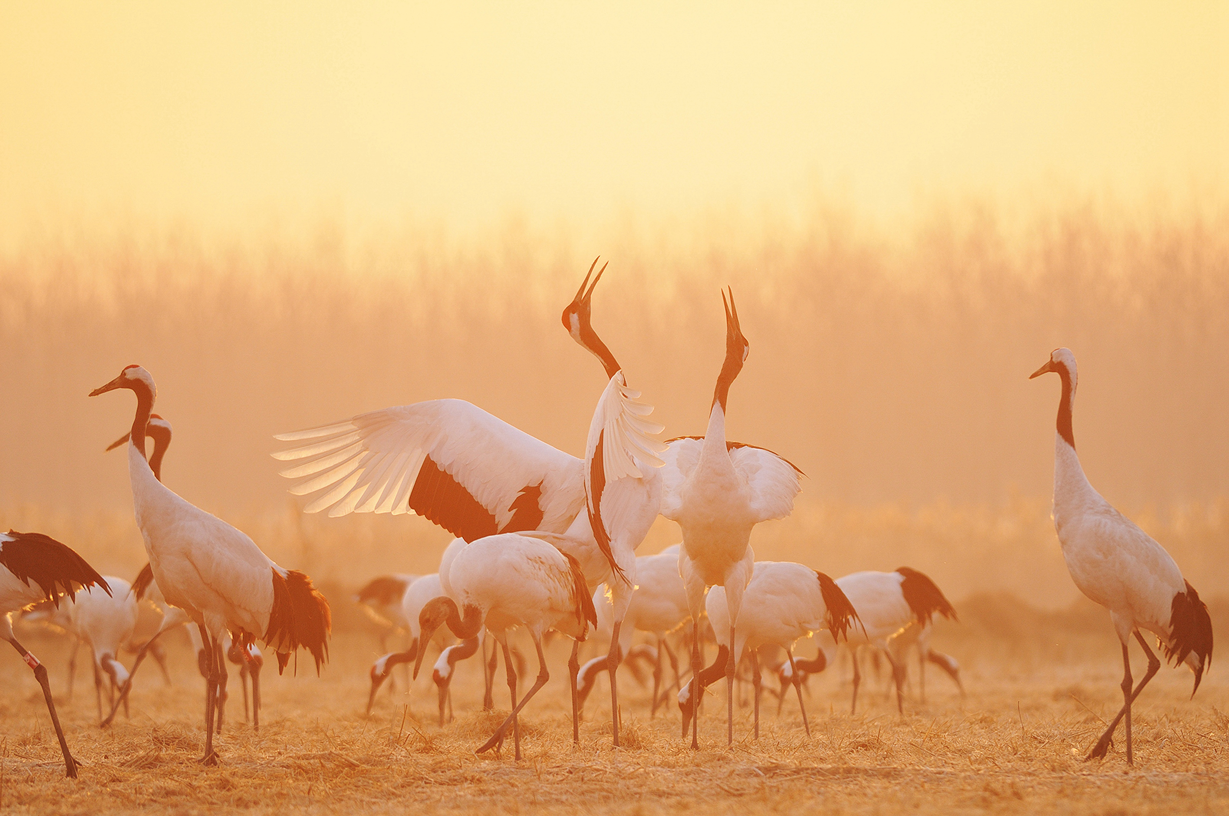 The vision of the WCF is that coastal ecosystems around the world are enhanced in terms of their biodiversity and ecosystem and cultural services, and that they benefit the livelihoods and wellbeing of coastal communities and multiple stakeholders.