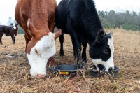 AnimalNutritionDistribution
