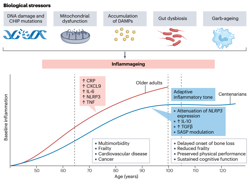 Centenarians: Nature’s Master Energy Managers-企业官网