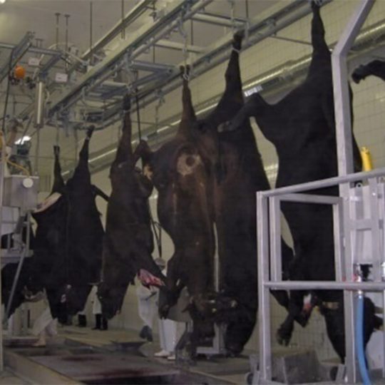 How to Build A Modern Turnkey Complete Cattle Cow Beef Slaughterhouse ...